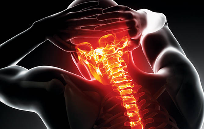 spine